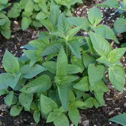 Bergamot Plant Monarda Didyma Buy Online