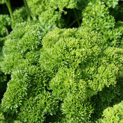 Image of  Parsley Champion Moss Curled 