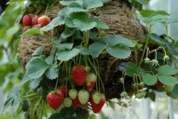 strawberry-hanging-basket-003.jpg