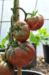 tomato-black-krim-006.jpg
