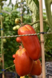 tomato-harrys-italian-plum-004.jpg