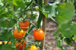 tomato-sungold-001.jpg