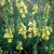 J-antirrhinum-braun-blanquetii-lemon-sherbet.jpg