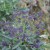 broccoli-purple-sprouting-002.jpg