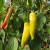 chilli-pepper-hungarian-hot-wax-002.jpg