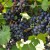 grape-vine-rondo-010.jpg