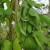 runner-bean-polestar-005.jpg