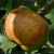 sq-apple-blenheim-orange-001.jpg