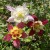 sq-aquilegia-mckana-hybrids-003.jpg