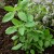 sq-basil-holy-001.jpg