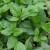 sq-basil-mint-002.jpg