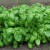 sq-basil-sweet-genovese-001.jpg