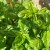 sq-basil-sweet-genovese-005.jpg