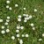 sq-bellis-perennis-001.jpg