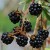 sq-blackberry-oregon-thornless-002.jpg