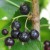 sq-blackcurrant-ben-lomond-002.jpg