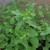 sq-blackcurrant-sage-002.jpg