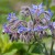 sq-borage-001.jpg