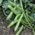 sq-broad-bean-the-sutton-003.jpg