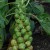 sq-brussels-sprouts-green-001.jpg
