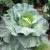 sq-cabbage-002.jpg