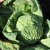 sq-cabbage-savoy-001.jpg