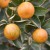 sq-calamondin-orange-003.jpg