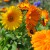 sq-calendula-officinalis-mixed-002.jpg