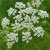 sq-caraway-002.jpg