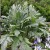 sq-cardoon-002.jpg