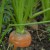 sq-carrot-resistafly-001.jpg