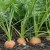 sq-carrots-004.jpg