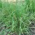 sq-catgrass-001.jpg