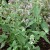 sq-catnip-lemon-001.jpg