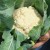 sq-cauliflower-snowball-003.jpg