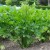 sq-celery-golden-self-blanching-001.jpg