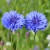 sq-centaurea-crown-blue-001.jpg