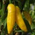 sq-chilli-pepper-aji-limon-001.jpg