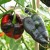 sq-chilli-pepper-ancho-001.jpg