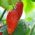 sq-chilli-pepper-bhut-jolokia-001.jpg