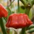 sq-chilli-pepper-brazilian-starfish-004.jpg