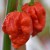 sq-chilli-pepper-carolina-reaper-001.jpg