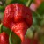 sq-chilli-pepper-carolina-reaper-006.jpg