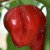 sq-chilli-pepper-carribean-antillais-001.jpg