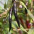 sq-chilli-pepper-cayenne-purple-001.jpg