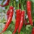 sq-chilli-pepper-cayenne-red-002.jpg