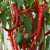 sq-chilli-pepper-cayenne-sweet-003.jpg