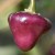 sq-chilli-pepper-cheiro-roxa-006.jpg