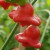 sq-chilli-pepper-christmas-bell-009.jpg