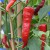 sq-chilli-pepper-cow-horn-001.jpg